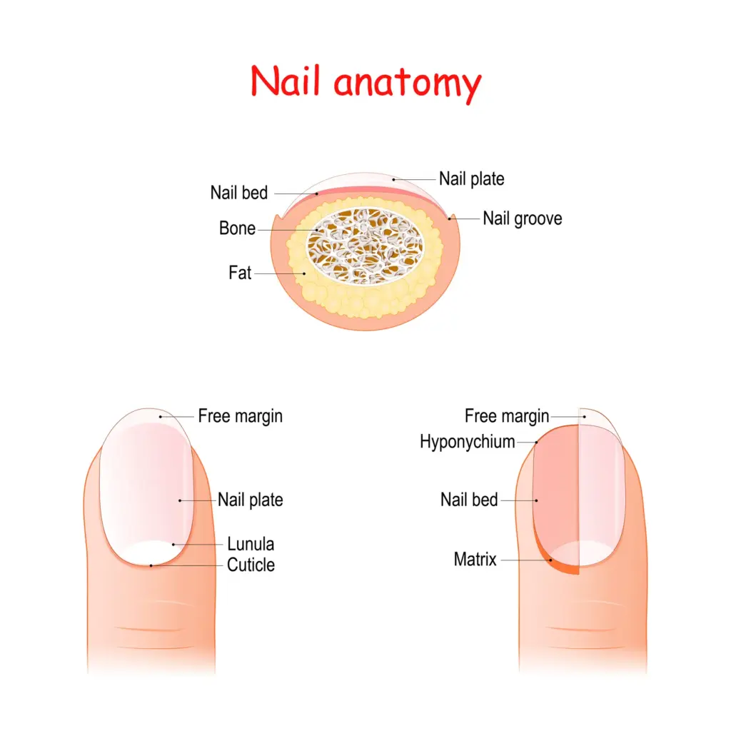 How to Grow Long Nails Naturally 4 A labeled medical-style illustration of the human nail anatomy showing nail plate, matrix, cuticle, and nail bed, realistic textures and educational layout.